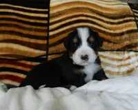 Beauty, a female Bernese Mountain Dog for sale in Clare, MI – 3 of 5