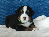 Benny, a male Bernese Mountain Dog for sale in Clare, MI – 4 of 5