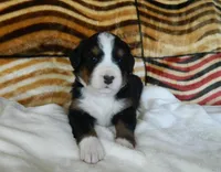 Bonnie, a female Bernese Mountain Dog for sale in Clare, MI – 3 of 4
