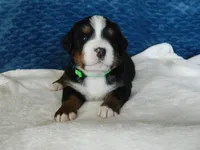 Benny, a male Bernese Mountain Dog for sale in Clare, MI – 3 of 5
