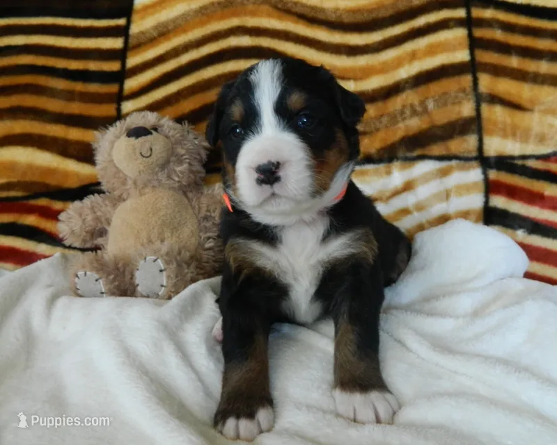Beulah – Bernese Mountain Dog puppy for sale in Clare, MI