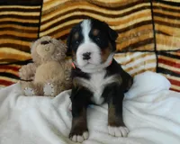 Beulah, a female Bernese Mountain Dog for sale in Clare, MI – 1 of 5