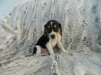 Lucy, a female Beagle for sale in Clare, MI – 2 of 4