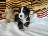Beulah, a female Bernese Mountain Dog for sale in Clare, MI – 3 of 5