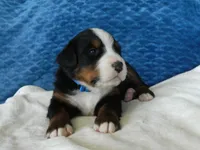 Bobby, a male Bernese Mountain Dog for sale in Clare, MI – 2 of 5