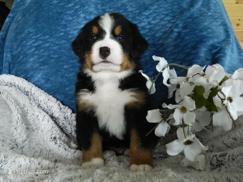 Boone – Bernese Mountain Dog puppy for sale in Clare, MI
