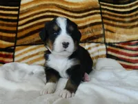 Bonnie, a female Bernese Mountain Dog for sale in Clare, MI – 4 of 4
