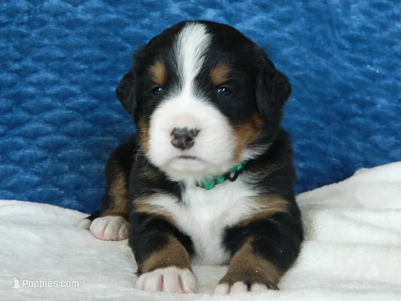 Bear – Bernese Mountain Dog puppy for sale in Clare, MI