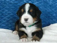 Bear, a male Bernese Mountain Dog for sale in Clare, MI – 1 of 5