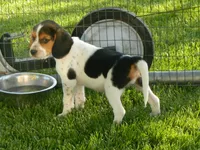 Tony, a male Beagle for sale in Clare, MI – 5 of 9
