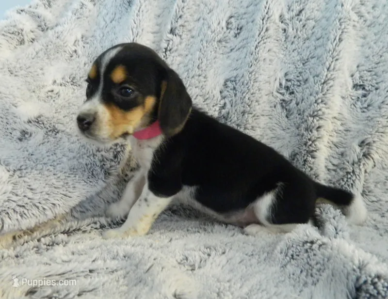 Lucy, a female Beagle for sale in Clare, MI – 1 of 4