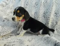 Lucy, a female Beagle for sale in Clare, MI – 1 of 4
