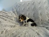 Tony, a male Beagle for sale in Clare, MI – 2 of 3