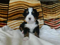 Bailey, a female Bernese Mountain Dog for sale in Clare, MI – 2 of 5