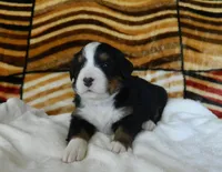 Bonnie, a female Bernese Mountain Dog for sale in Clare, MI – 2 of 4
