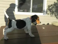 Tony, a male Beagle for sale in Clare, MI – 6 of 9