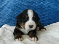 Bobby, a male Bernese Mountain Dog for sale in Clare, MI – 5 of 5