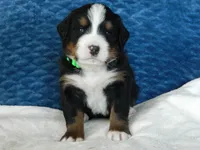 Benny, a male Bernese Mountain Dog for sale in Clare, MI – 2 of 5