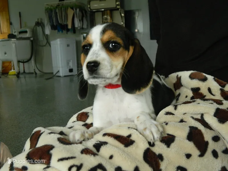Mira – Beagle puppy for sale in Clare, MI