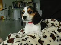 Mira, a female Beagle for sale in Clare, MI – 1 of 4