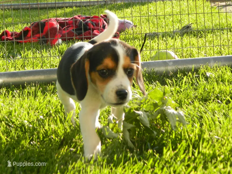 Buddy – Beagle puppy for sale in Clare, MI