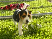 Buddy, a male Beagle for sale in Clare, MI – 1 of 8