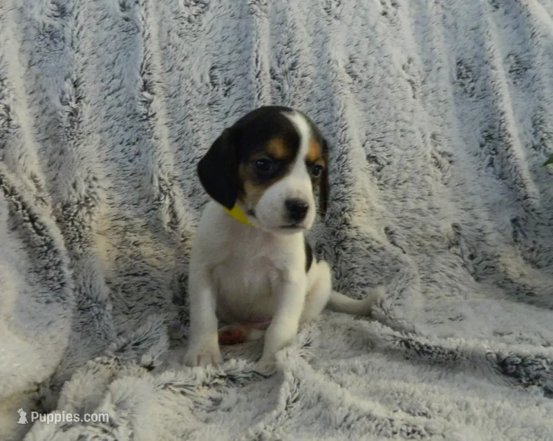 Buddy, a male Beagle for sale in Clare, MI – 1 of 5