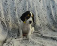 Buddy, a male Beagle for sale in Clare, MI – 1 of 5