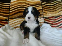 Bailey, a female Bernese Mountain Dog for sale in Clare, MI – 5 of 5