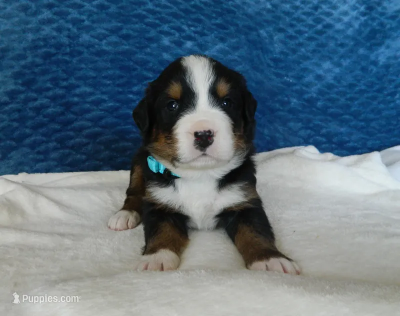 Boone – Bernese Mountain Dog puppy for sale in Clare, MI