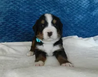 Boone, a male Bernese Mountain Dog for sale in Clare, MI – 1 of 5