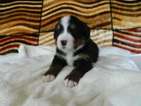 Barbie, a female Bernese Mountain Dog for sale in Clare, MI – 5 of 5