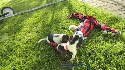 Spot, a male Beagle for sale in Clare, MI – 3 of 4