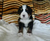 Bailey, a female Bernese Mountain Dog for sale in Clare, MI – 4 of 5