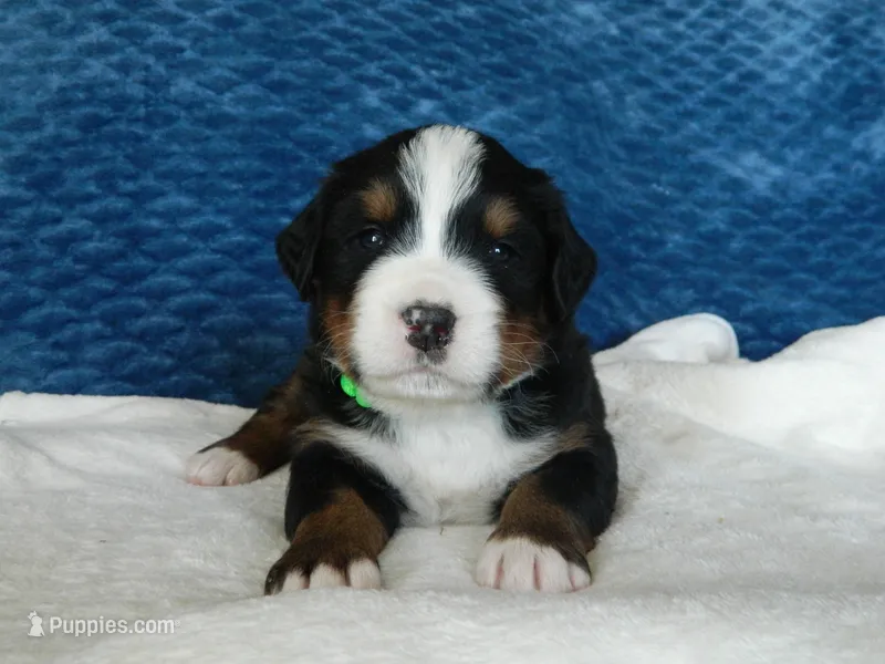 Benny – Bernese Mountain Dog puppy for sale in Clare, MI