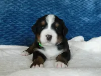 Benny, a male Bernese Mountain Dog for sale in Clare, MI – 1 of 5