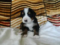 Beauty, a female Bernese Mountain Dog for sale in Clare, MI – 5 of 5