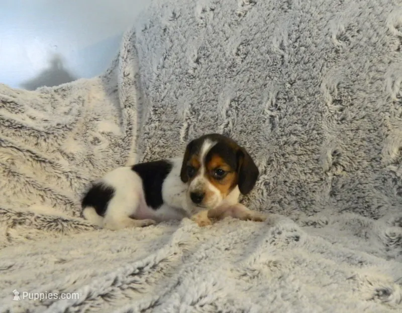 Tony – Beagle puppy for sale in Clare, MI