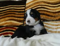 Beauty, a female Bernese Mountain Dog for sale in Clare, MI – 2 of 5