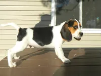 Spot, a male Beagle for sale in Clare, MI – 4 of 4