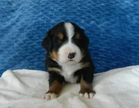Bear, a male Bernese Mountain Dog for sale in Clare, MI – 3 of 5