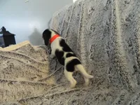 Mira, a female Beagle for sale in Clare, MI – 3 of 3