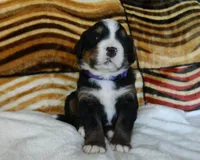 Barbie, a female Bernese Mountain Dog for sale in Clare, MI – 2 of 5