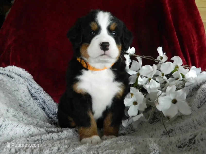 Bailey – Bernese Mountain Dog puppy for sale in Clare, MI