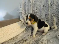 Buddy, a male Beagle for sale in Clare, MI – 5 of 5