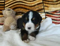 Beulah, a female Bernese Mountain Dog for sale in Clare, MI – 5 of 5
