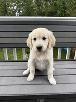 Peanut, a female Golden Retriever for sale in Traverse City, MI – 3 of 4