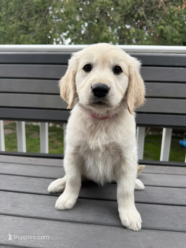 Peanut – Golden Retriever puppy for sale in Traverse City, MI