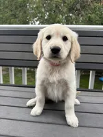 Peanut, a female Golden Retriever for sale in Traverse City, MI – 1 of 4