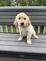Mr Blue, a male Golden Retriever for sale in Traverse City, MI – 3 of 3